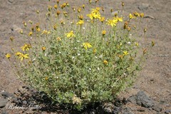 Grindelia anethifolia