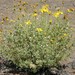 Grindelia anethifolia - Photo (c) Roberto Guller, some rights reserved (CC BY-NC-ND), uploaded by Roberto Guller