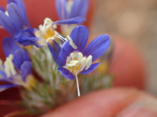Sapphire woollystar (Eriastrum sapphirinum)