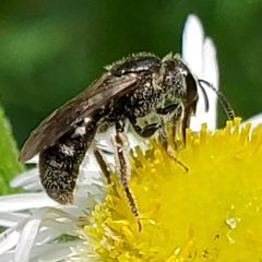 Lasioglossum pectorale