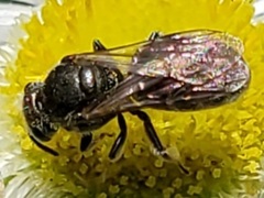 Lasioglossum pectorale