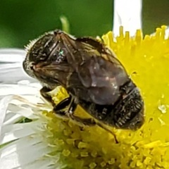 Lasioglossum pectorale