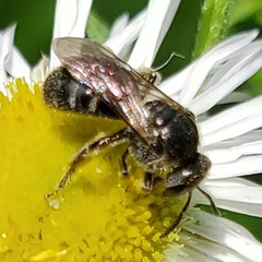 Lasioglossum pectorale