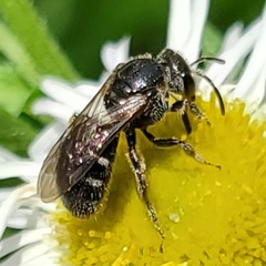 Lasioglossum pectorale