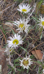 Townsendia grandiflora
