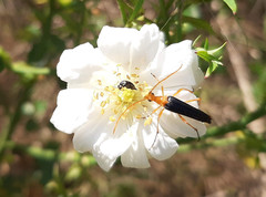 Strangalia bicolor