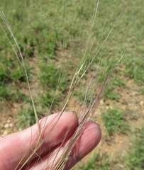 Nassella leucotricha