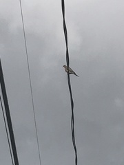 Zenaida macroura carolinensis