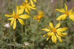 Grindelia anethifolia