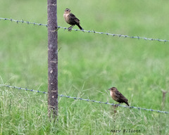 Leistes militaris