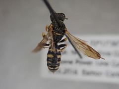 Lestica confluenta