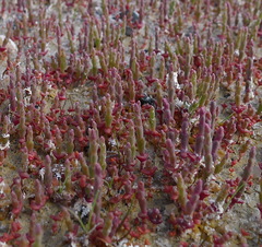 Salicornia rubra