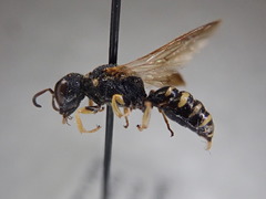Lestica confluenta
