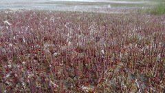 Salicornia rubra