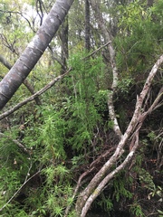 Dacrydium cupressinum