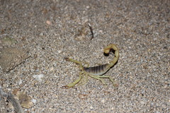 Hadrurus obscurus