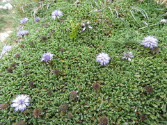 Globularia repens