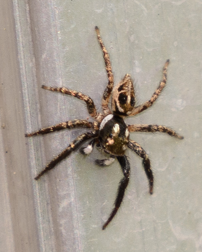 Twin-flagged Jumping Spider