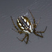 Lined Orbweaver - Photo (c) Tracey Fandre, some rights reserved (CC BY-NC-ND), uploaded by Tracey Fandre