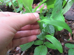 Polygonatum biflorum biflorum