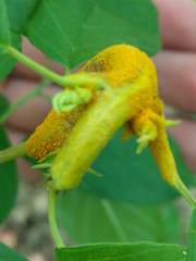 Puccinia coronata