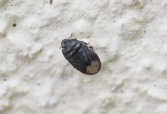 Ochetostethus