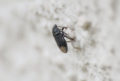 Ochetostethus