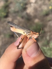 Melanoplus packardii