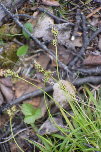 Image of Carex concinna by (c) Syd Cannings, some rights reserved (CC BY)