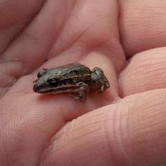 Leptodactylus latinasus