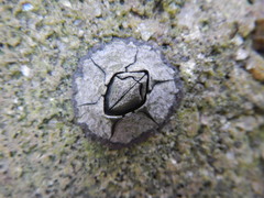 Microeuraphia rhizophorae