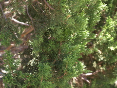 Juniperus coahuilensis