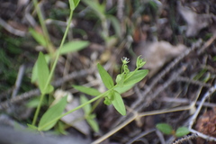 Stellaria borealis