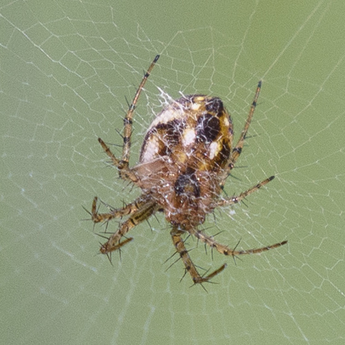 lined orbweaver