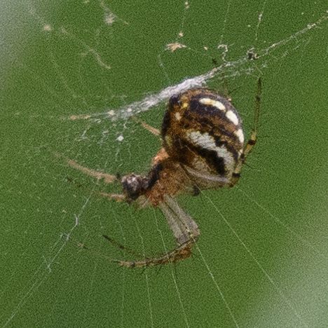 lined orbweaver