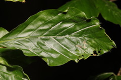 Aceria nervisequa