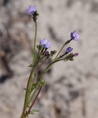 Gilia tenuiflora