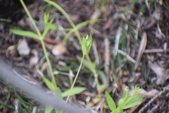 Stellaria borealis