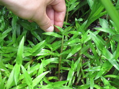 Murdannia keisak