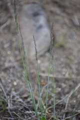 Poa glauca