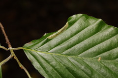 Phyllonorycter maestingella