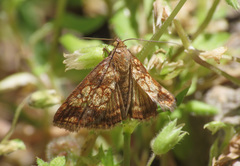 Evergestis politalis