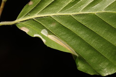 Phyllonorycter maestingella