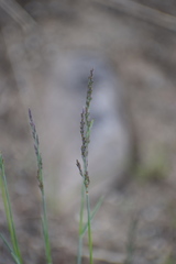Poa glauca