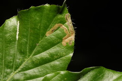 Stigmella hemargyrella