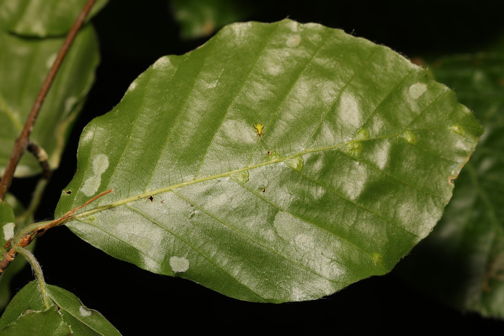 Aceria nervisequa