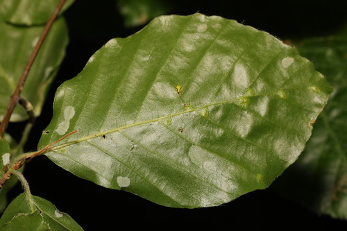 Aceria nervisequa