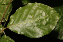 Aceria nervisequa