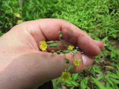 Youngia thunbergiana