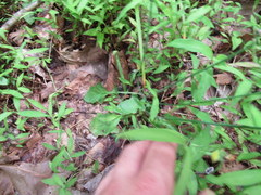 Youngia thunbergiana